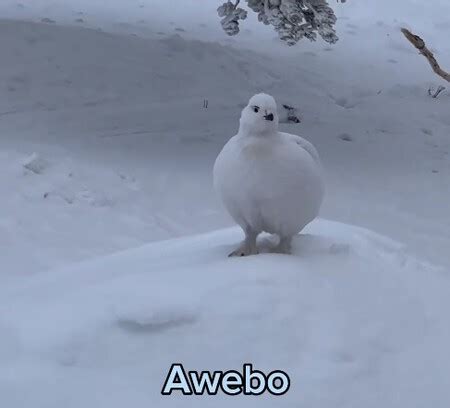a webo meaning in english|A webo .